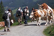Rangeleien zu Beginn der Almsaison: "stieren" nennen das die Einheimischen, wenn die Rangordnung geklärt wird. Mit lesbischen Kühen hat das nichts zu tun :-) (Foto: Martin Schmitz)